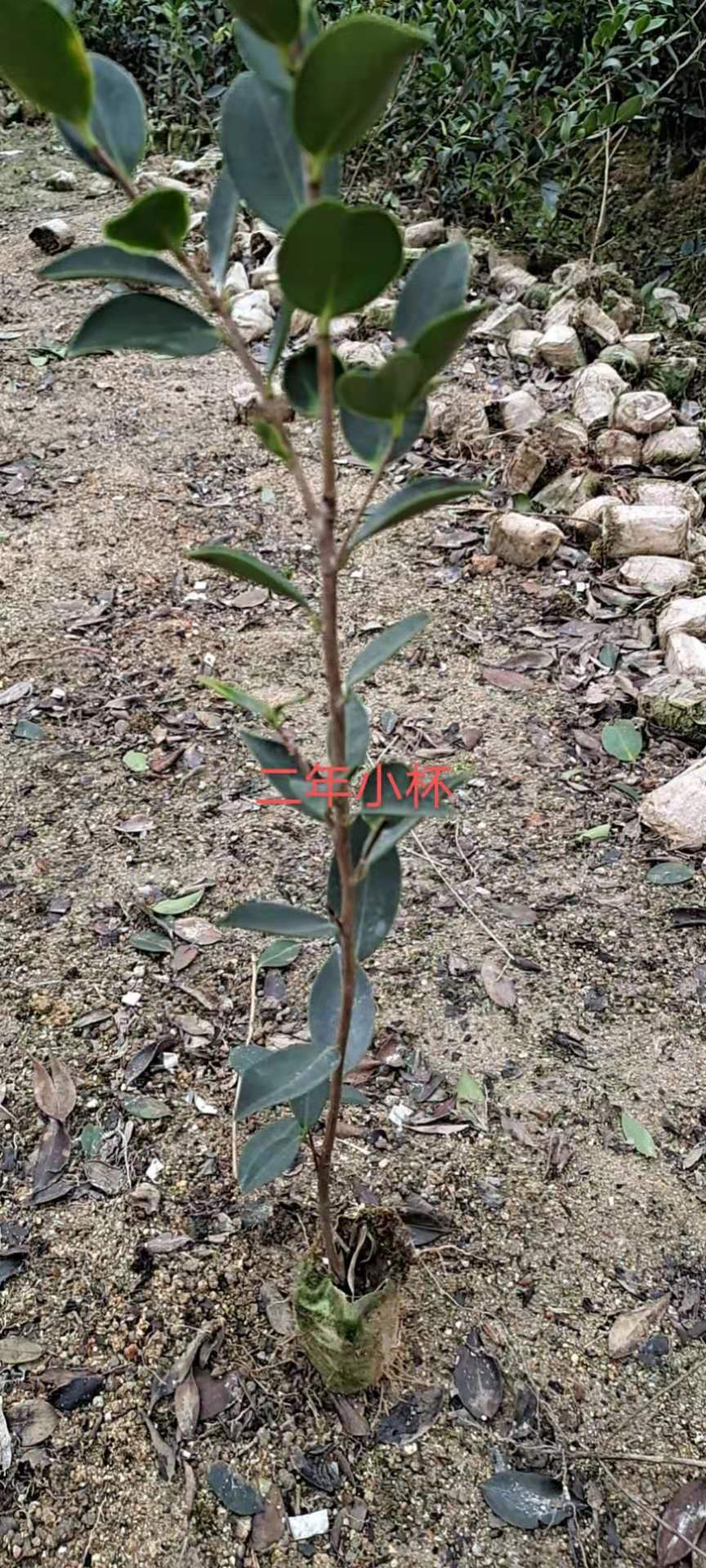 湖南嫁接油茶苗批發(fā)_培育園_供貨商_聯(lián)系電話【攸縣勇宇油茶種植合作社】