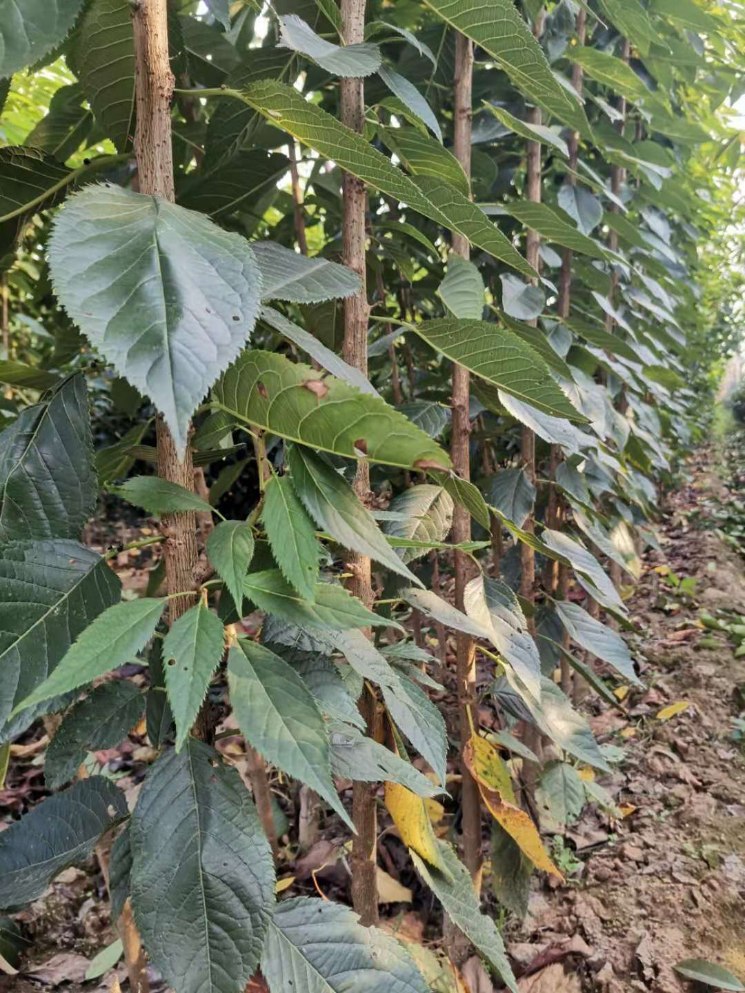 山東青島大型高端櫻花種植基地批發(fā)價格、高端櫻花哪家好