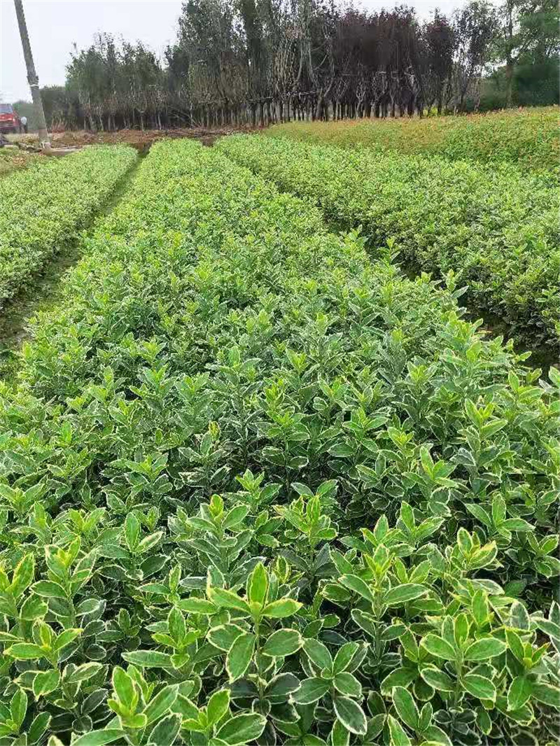 長沙金邊黃楊杯苗批發(fā)基地 金邊黃楊小苗價(jià)格