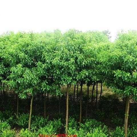 香樟小苗_香樟價格_香樟批發(fā) 江西香樟基地，多種規(guī)格香樟小苗 江西香樟苗
