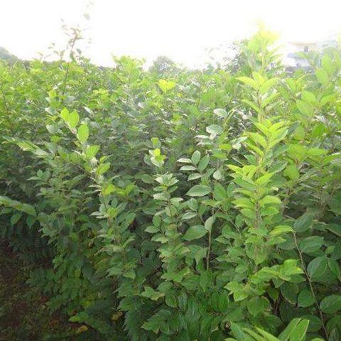 綠化小苗基地直銷綠化苗木 樸樹小苗 江西樸樹 江西樸樹苗