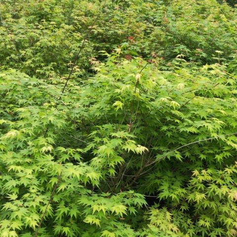 基地直銷 雞爪槭 小葉雞爪槭 雞爪槭苗木批發(fā)價格