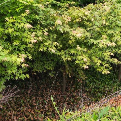 基地直銷 雞爪槭 小葉雞爪槭 雞爪槭苗木批發(fā)價格