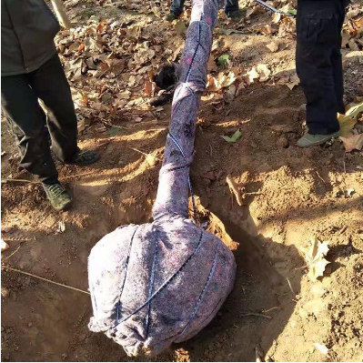 法桐樹苗  法桐樹苗供應(yīng)  法桐樹苗價(jià)格  法桐樹苗直銷 法桐樹苗哪里有  法桐樹苗哪里好 截桿法桐