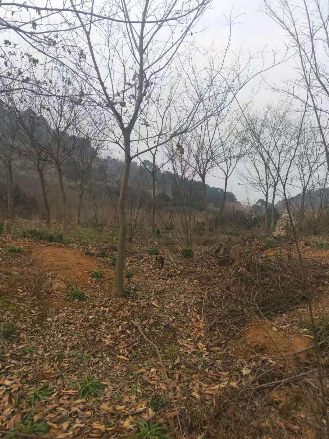 香樟小苗_香樟價格_香樟批發(fā) 江西香樟基地，多種規(guī)格香樟小苗 江西香樟苗