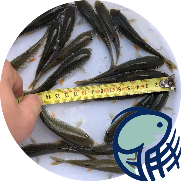 霞山地區(qū)發(fā)貨軍魚苗 淡水青竹皖活體供應(yīng) 漁場直發(fā)【廣州明豐水產(chǎn)有限公司】