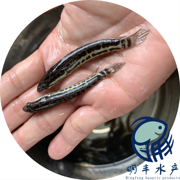 鞍山 活體淡水黑魚苗批發(fā)明豐水產(chǎn)供應
