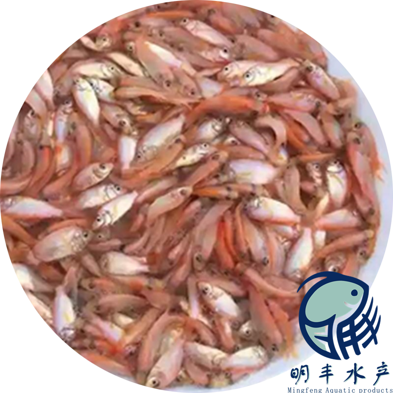 畝產(chǎn)量過萬羅飛魚苗批發(fā) 閩侯縣優(yōu)良水產(chǎn)出售 效益好【廣州明豐水產(chǎn)有限公司】