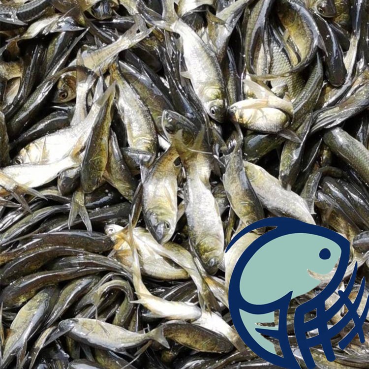 少病害花白鰱魚苗批發(fā)商家 淡水養(yǎng)殖大頭魚苗基地 四大家水花魚苗報(bào)價(jià) 湖南大頭魚苗