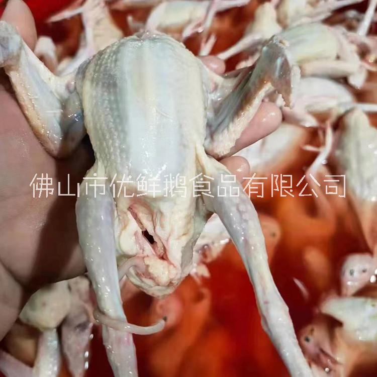 活體乳鴿價(jià)格 元寶鴿子 市場供應(yīng)