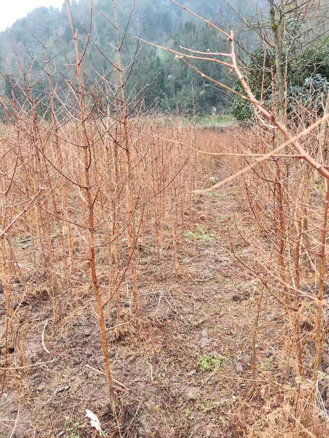 水杉苗 水杉樹苗 水杉樹苗批發(fā) 品種齊全水杉苗 水杉苗木基地 水杉苗木新價(jià)格 2021年水杉苗木 水杉苗木 農(nóng)天苗木