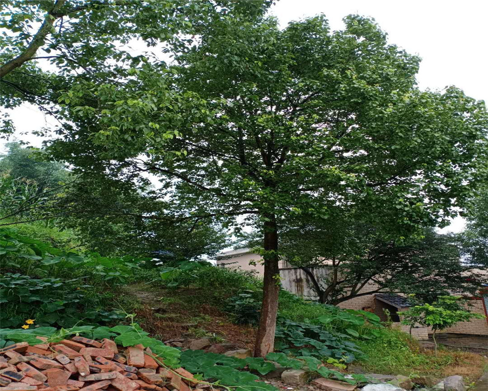 成都香樟批發(fā)報價電話_培育基地【瀘州木源花木有限公司】