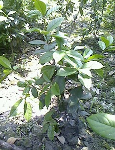 四川成都 供應(yīng)綠化灌木 四季桂籠子 (佛頂珠桂花) 日香桂