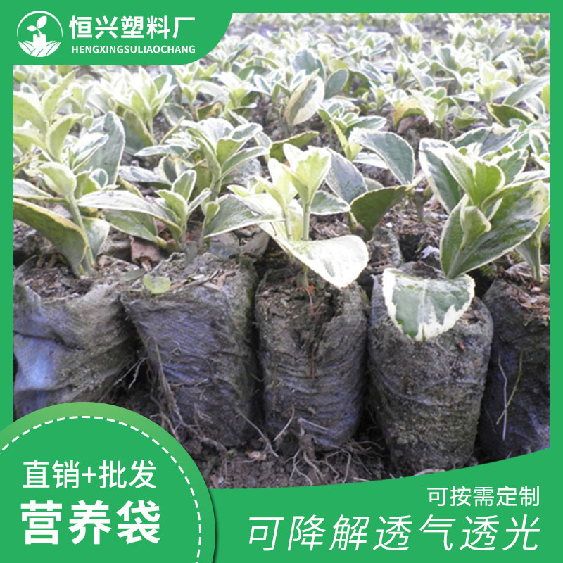 無紡布營養(yǎng)杯廠家 無紡布營養(yǎng)杯價(jià)格 無紡布營養(yǎng)杯批發(fā)