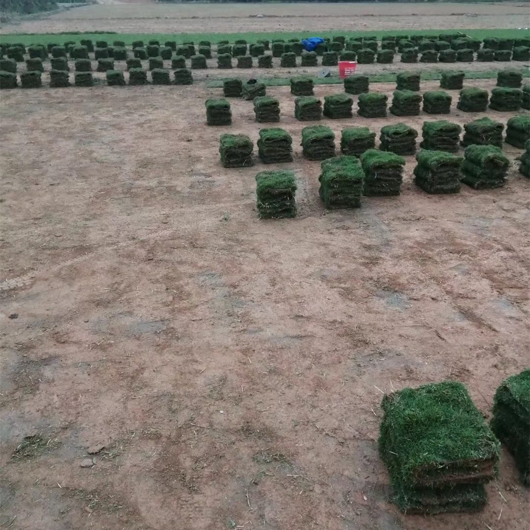 臺灣草坪基地直銷 福建臺灣草坪批發(fā)價格