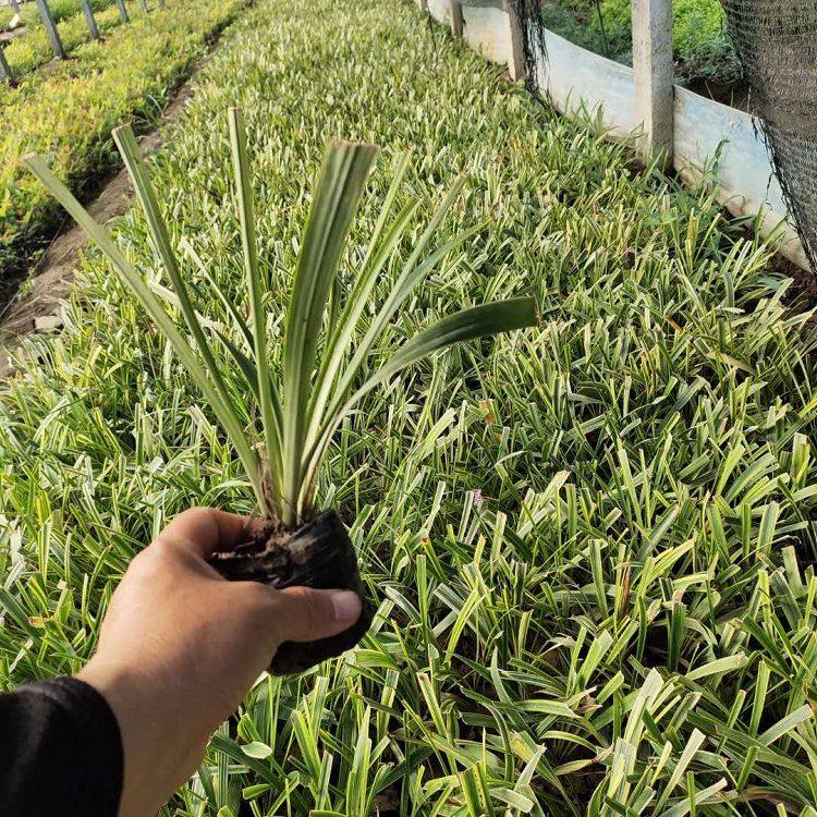 金邊闊葉麥冬草種植基地、電話【青州市征途花卉苗木有限公司】