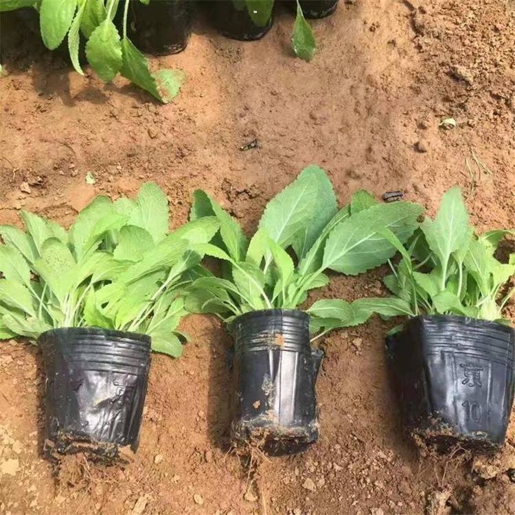 天津鼠尾草小苗種植基地 鼠尾草小苗批發(fā)報(bào)價(jià)-青州市征途花卉苗木有限公司