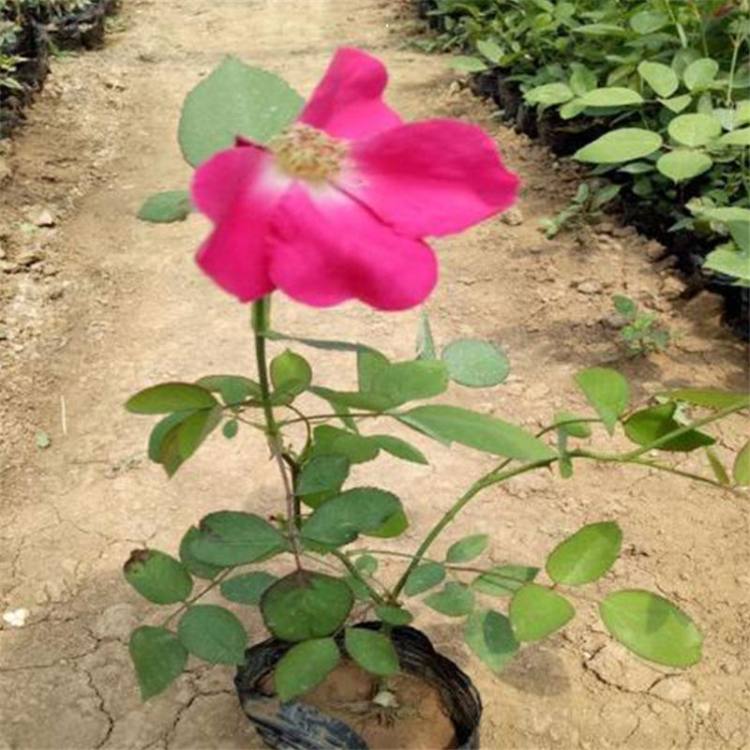 山東豐花月季種植基地、多少錢一株、銷售、價錢【青州市征途花卉苗木有限公司】