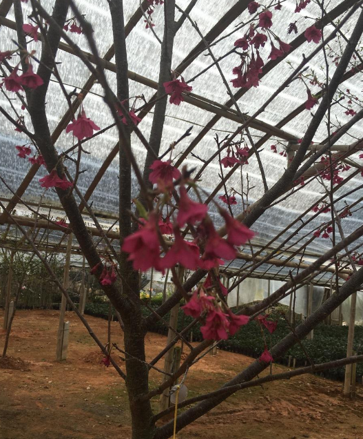 紅菲乙櫻花廠家  紅菲乙櫻花哪里好