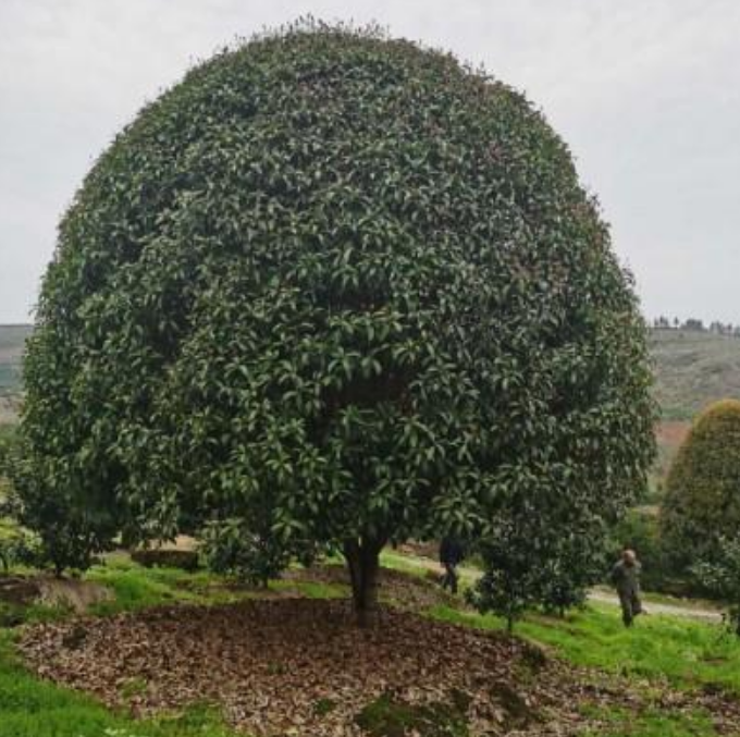廣西桂花樹(shù) 桂花樹(shù)批發(fā) 廣西桂花樹(shù)苗 *桂花樹(shù)