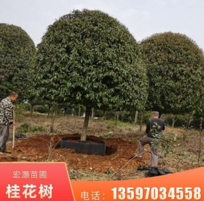 30公分桂花樹價格 供應(yīng)桂林桂花樹 桂花樹*