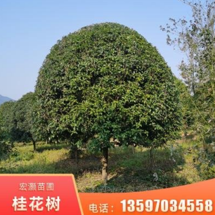供應(yīng)18公分桂花樹 現(xiàn)貨庭院綠化桂花樹 桂林桂花樹批發(fā)
