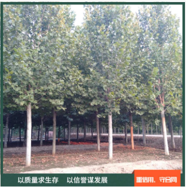 8公分法桐樹苗 8公分法桐樹苗供應(yīng) 8公分法桐樹苗價(jià)格 8公分法桐樹苗種植 8公分法桐樹苗直銷 速生法桐樹苗