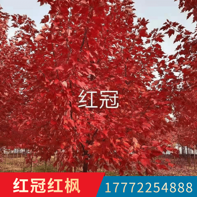 江蘇紅楓苗木直銷,淮安區(qū)紅冠紅楓種植基地