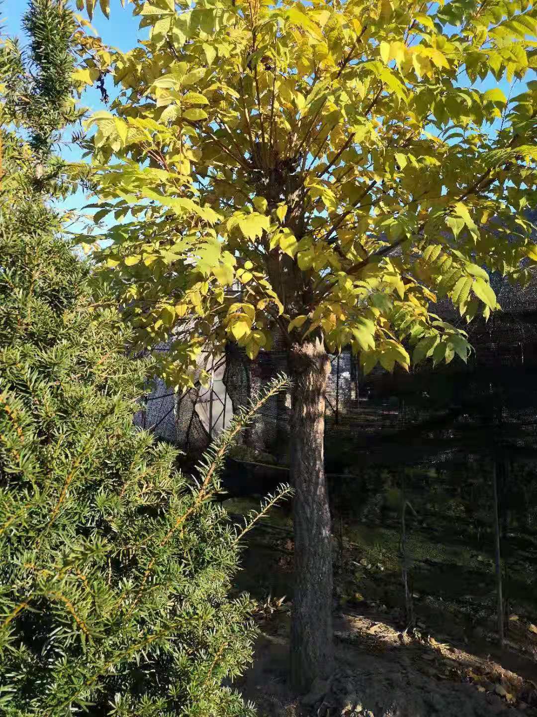黃菠蘿批發(fā)價 黃菠蘿供應基地 遼寧黃菠蘿