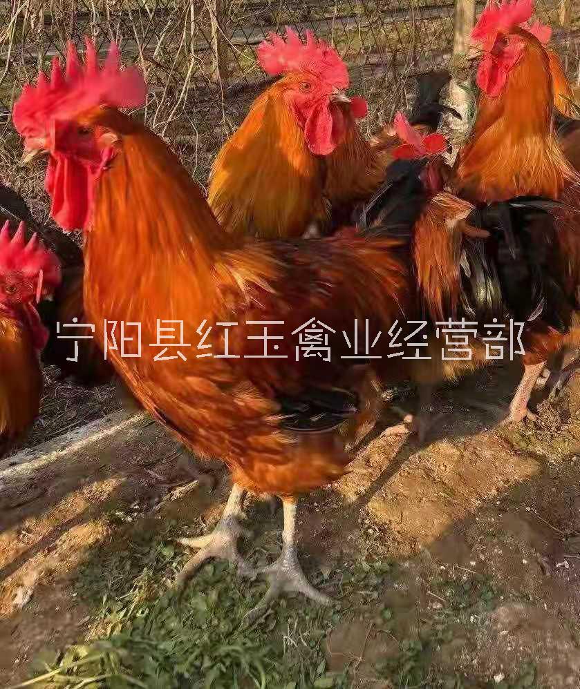 河北紅玉公雞批發(fā)價格哪家便宜養(yǎng)殖場聯(lián)系方式