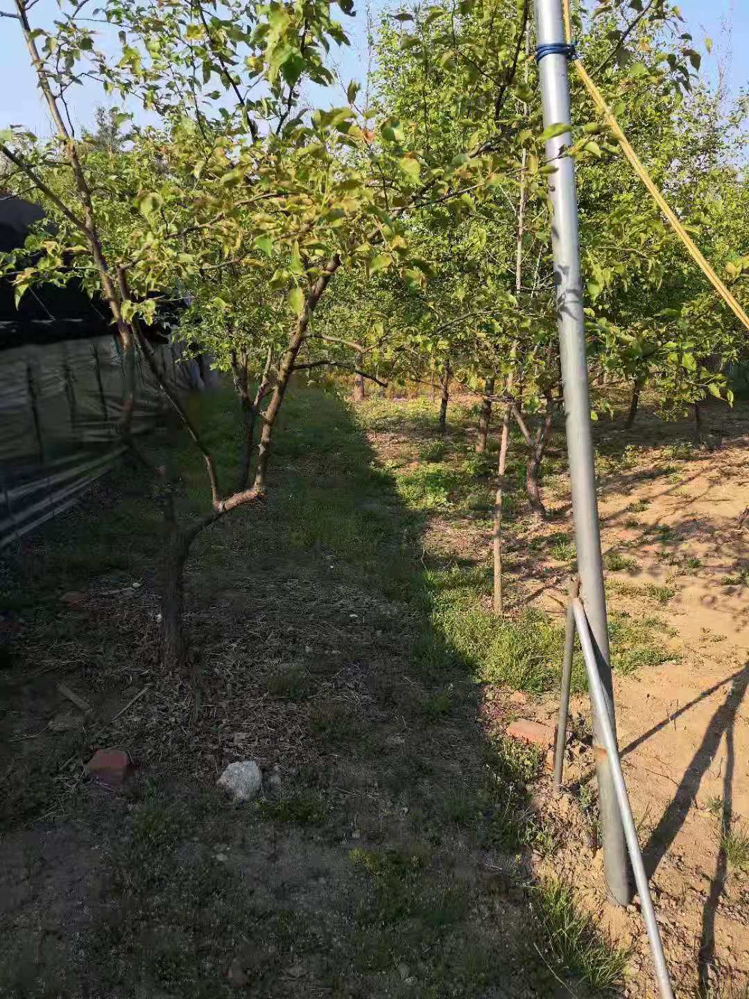 丹東銀杏樹哪家好 丹東銀杏樹價格 丹東銀杏樹批發(fā)