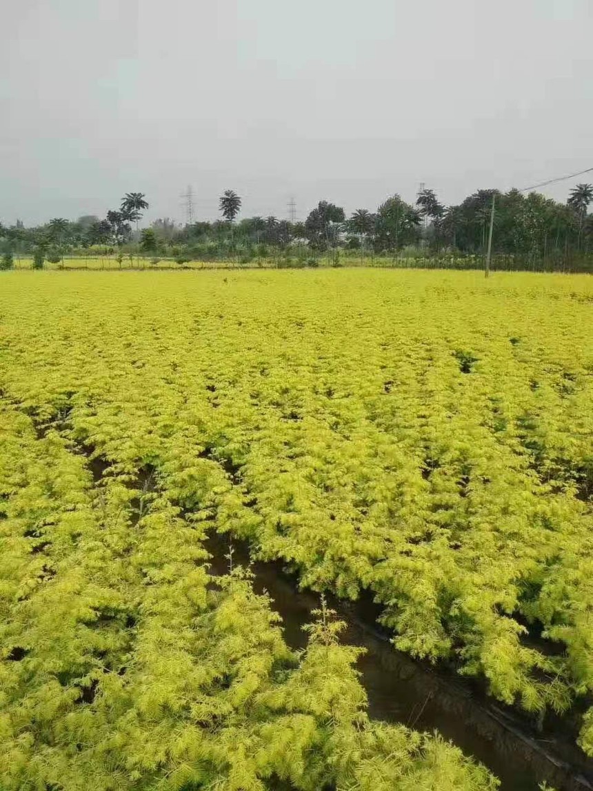 金葉水杉大量銷售  金葉水杉常年供應 金葉水杉供應 金葉水杉價格 金葉水杉直銷 金葉水杉哪里有