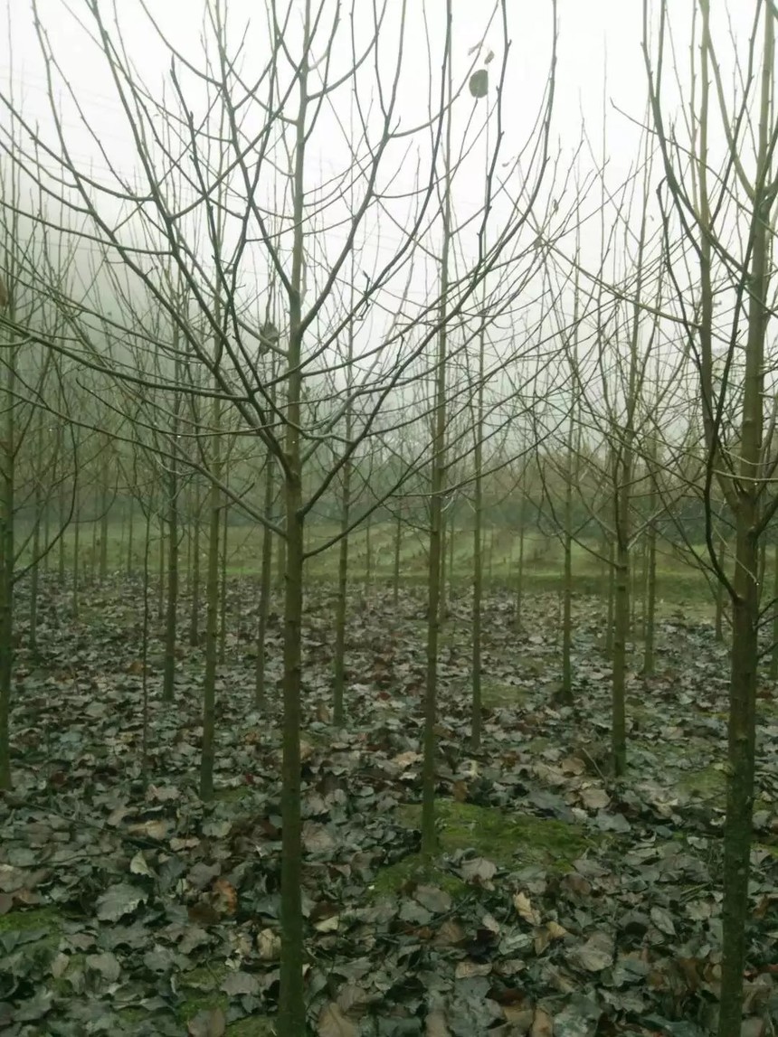 珙桐常年供應(yīng)  珙桐供應(yīng)商