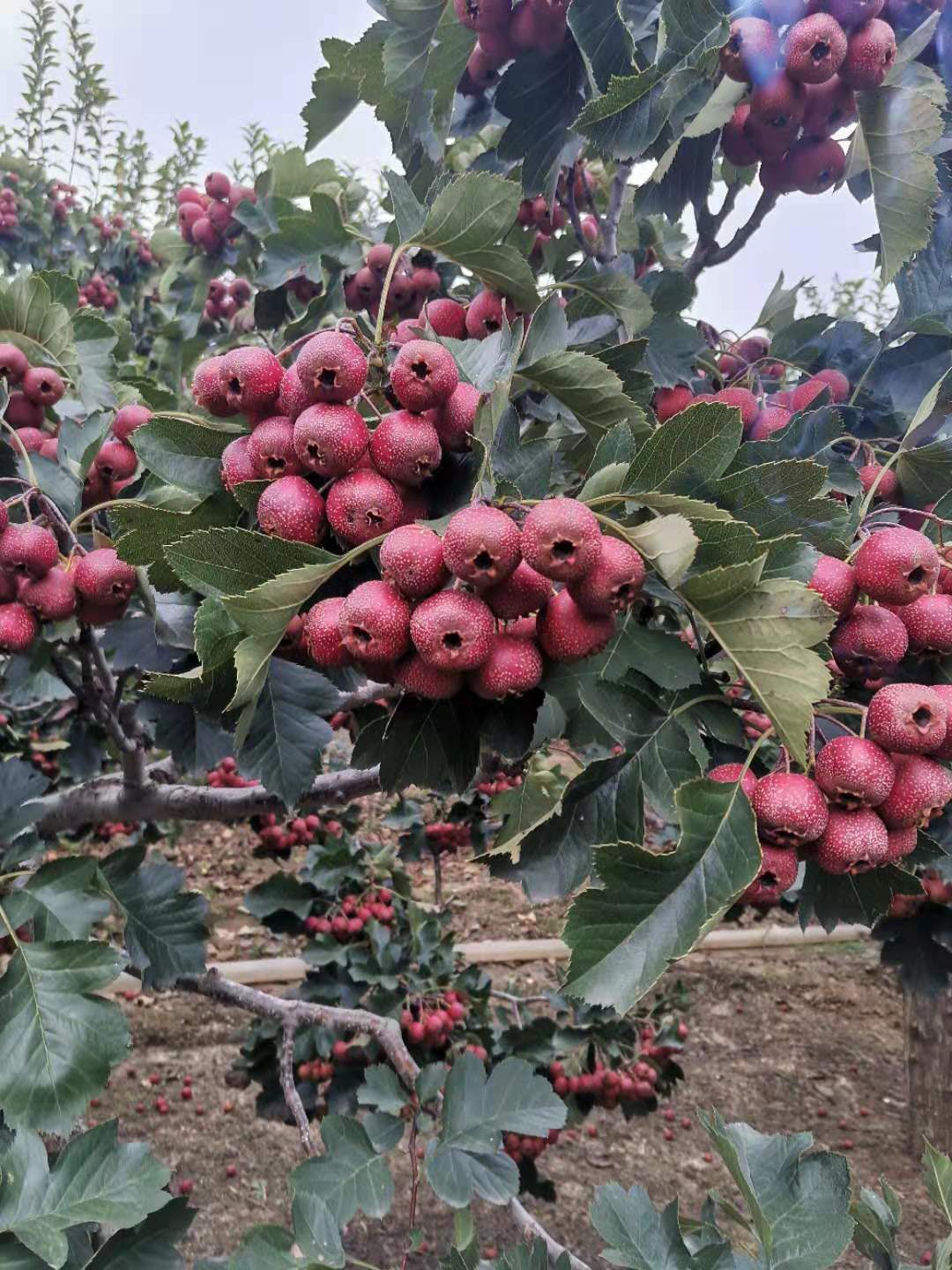 山楂樹(shù)苗基地直銷(xiāo)、批發(fā)、報(bào)價(jià)、供應(yīng)商【泰安市科惠苗木有限公司】