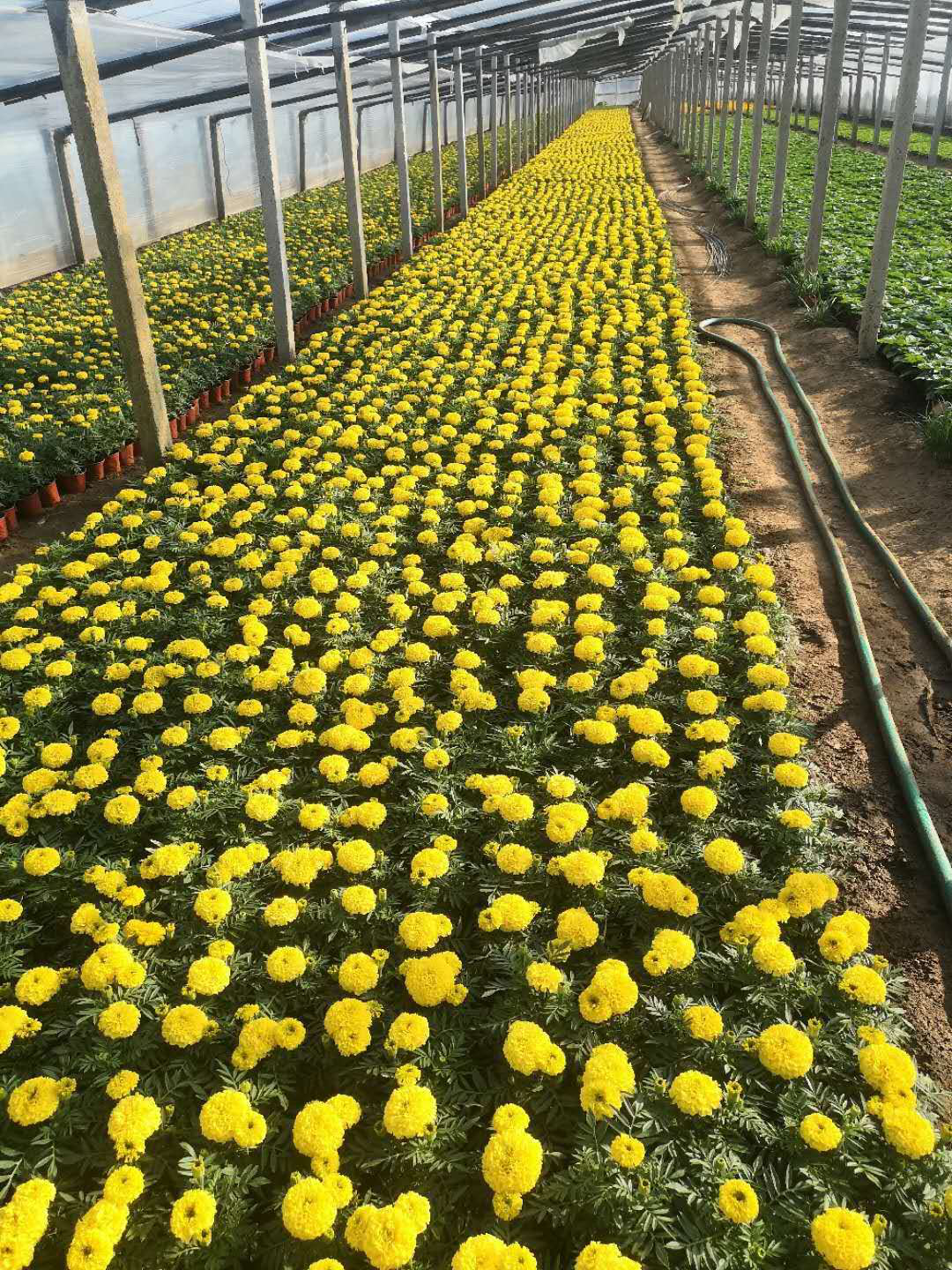 萬壽菊價格  萬壽菊廠家供應(yīng)  萬壽菊批發(fā)價格