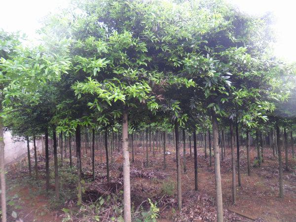 竹柏苗哪家好  竹柏苗直銷  竹柏苗*惠