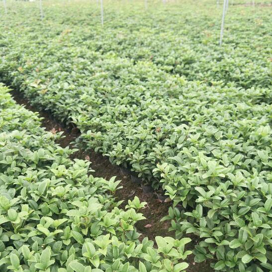 小杯油茶報價 小杯油茶供應(yīng)商  小杯油茶哪家好