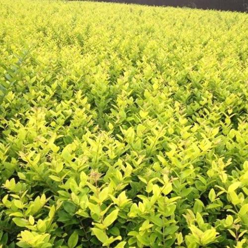 小杯油茶報價 小杯油茶供應(yīng)商  小杯油茶哪家好