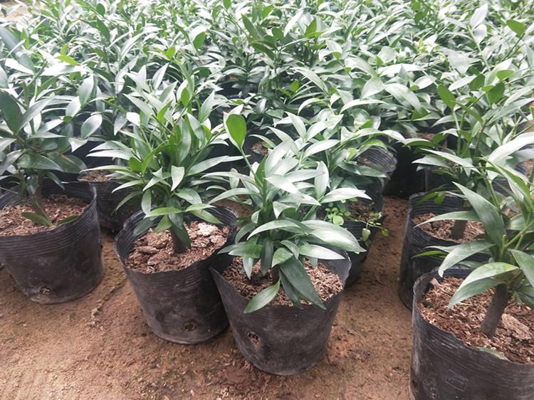 竹柏苗哪家好  竹柏苗直銷  竹柏苗*惠