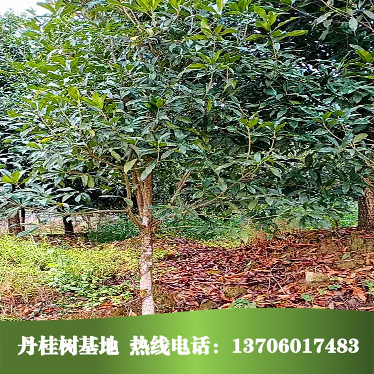 丹桂樹(shù) 專(zhuān)業(yè)種植丹桂樹(shù)桂花樹(shù)苗 桂花樹(shù)基地批發(fā)