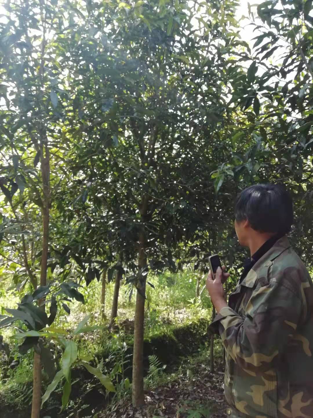 丹桂苗廠家   丹桂苗報價 丹桂苗哪里好