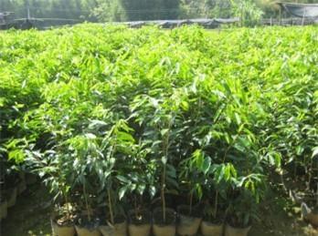 小杯油茶報價 小杯油茶供應(yīng)商  小杯油茶哪家好