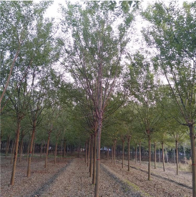 園林綠化苗木國槐 園林綠化苗木國槐供應 園林綠化苗木國槐直銷 園林綠化苗木國槐價格 國槐供應