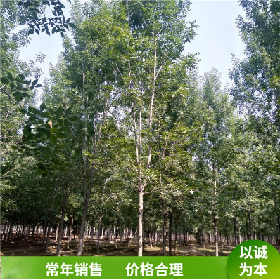 造型白蠟樹 造型白蠟樹供應 造型白蠟樹價格 造型白蠟樹直銷 造型白蠟樹哪里有 造型白蠟樹種植