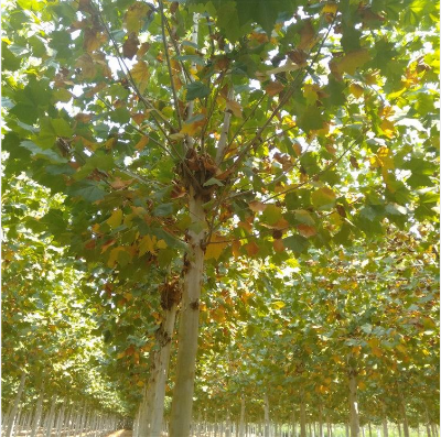 速生法桐小苗 速生法桐小苗供應 速生法桐小苗價格 速生法桐小苗直銷 速生法桐小苗哪里有 速生法桐小苗種植