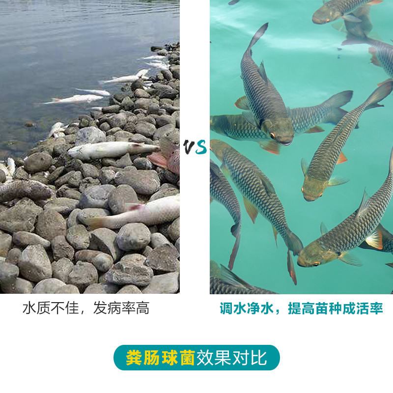 益昊生物 糞腸球菌飼料添加抑菌水產(chǎn)養(yǎng)殖 廠家直銷(xiāo)量大優(yōu)惠 水產(chǎn)糞腸球菌