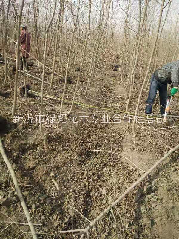 安徽元寶楓 元寶楓苗價格