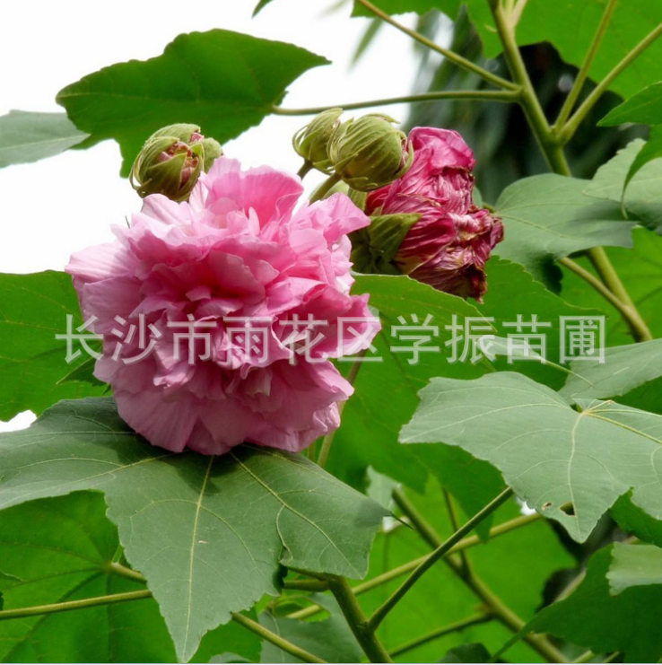 木芙蓉 木芙蓉供應(yīng) 木芙蓉價格 木芙蓉種植 木芙蓉直銷 木芙蓉哪里有 木芙蓉哪里好