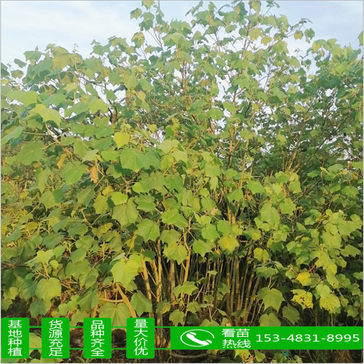 木芙蓉 木芙蓉供應(yīng) 木芙蓉價格 木芙蓉種植 木芙蓉直銷 木芙蓉哪里有 木芙蓉哪里好