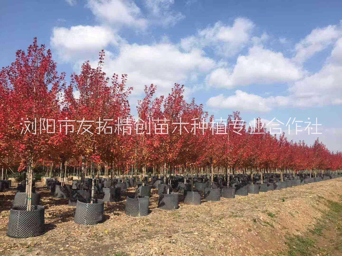 重慶紅楓種植基地、批發(fā)、價(jià)格、一棵多少錢【瀏陽市友拓精創(chuàng)苗木種植專業(yè)合作社】